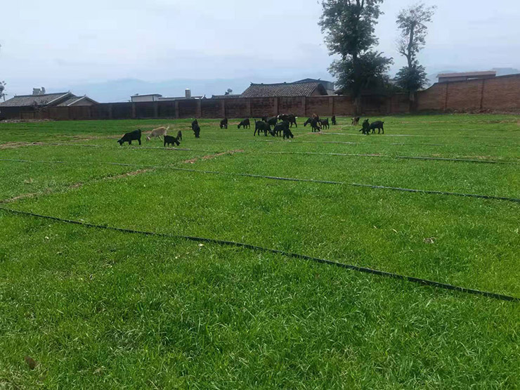 优质放牧草地建植为山羊养殖插上科技的翅膀