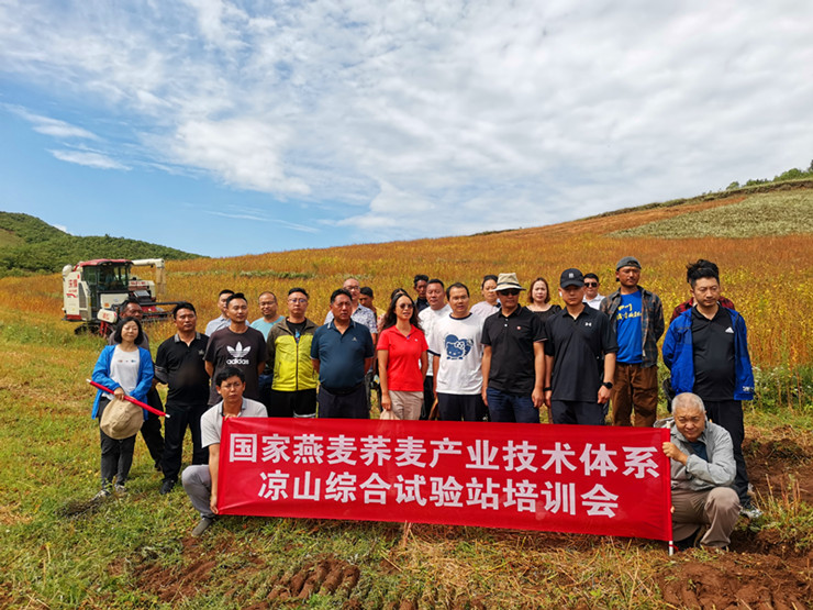 国家燕麦荞麦产业技术体系凉山州综合试验站在昭觉开展荞麦机收现场观摩暨培训会(图文)