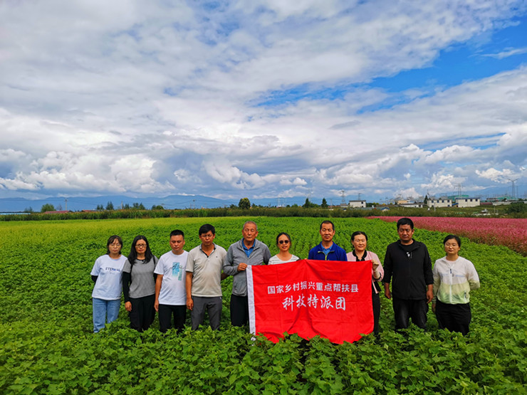 国家燕麦荞麦产业技术体系病虫草害防控岗位科学家周洪友一行到凉山开展荞麦病虫害调查(图文)