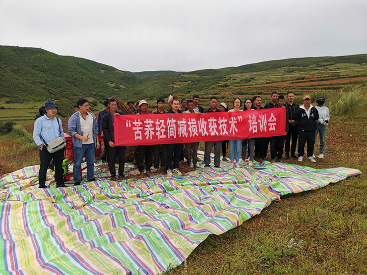 国家乡村振兴科技特派团暨国家燕麦荞麦产业技术体系 在昭觉开展苦荞轻简减损收获技术培训会(图文)