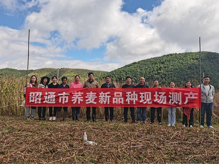 凉山州农科院荞麦团队赴云南昭通市农科院参加苦荞新品种现场测产及学术交流活动