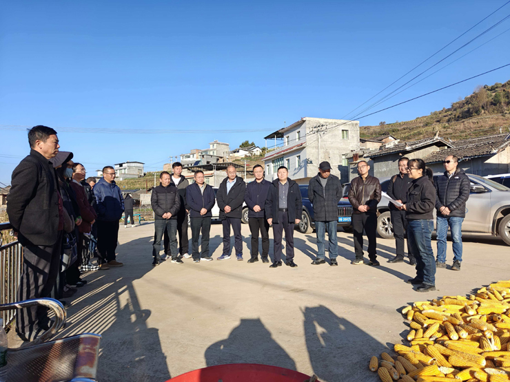 烟粮双收!凉山州农科院助力会东县烤烟套作玉米展示